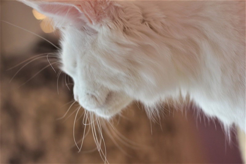 Unika Monterini - Adult maine-coon 3 years 1 month 1 week