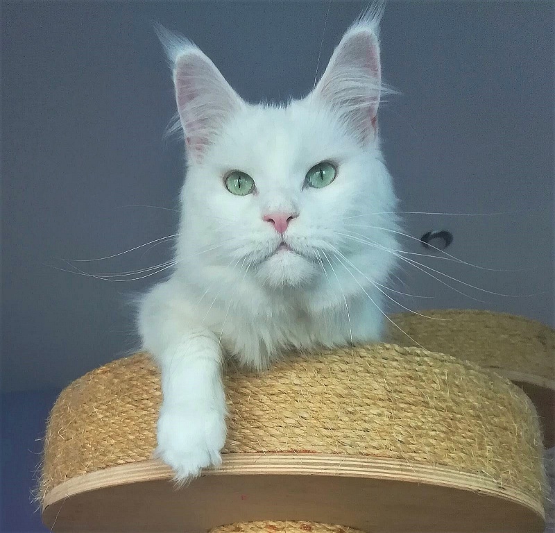 Unika Monterini - Adult maine-coon 3 years 1 month 1 week