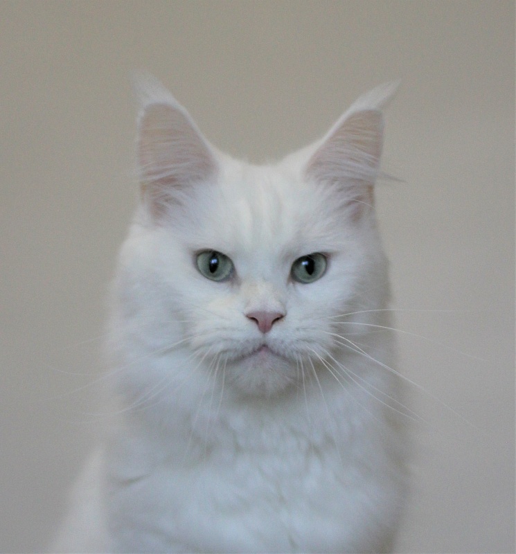 Unika Monterini - Adult maine-coon 3 years 10 months 1.5 week