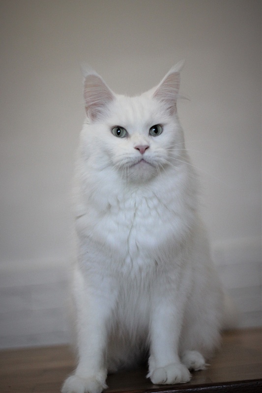 Unika Monterini - Adult maine-coon 3 years 10 months 1.5 week