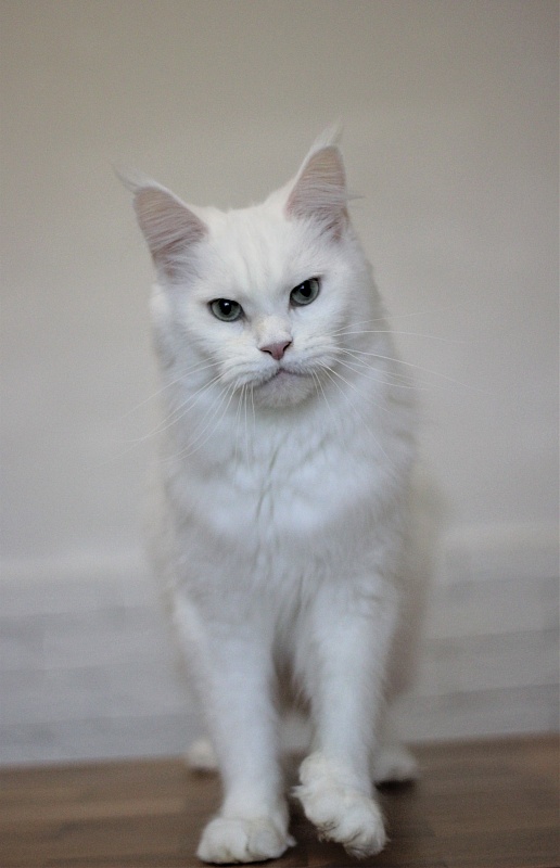 Unika Monterini - Adult maine-coon 3 years 10 months 1.5 week