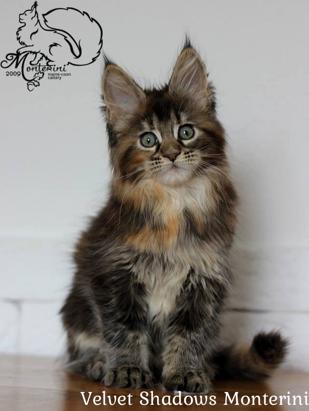 Velvet Shadows Monterini - мейн-кун