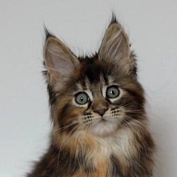 Velvet Shadows Monterini