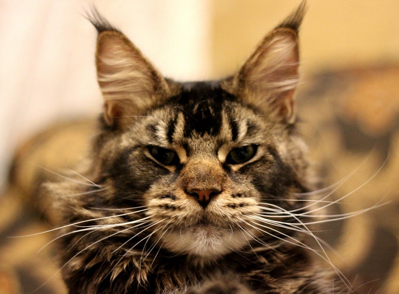 Unicum Yankee Spark - maine-coon