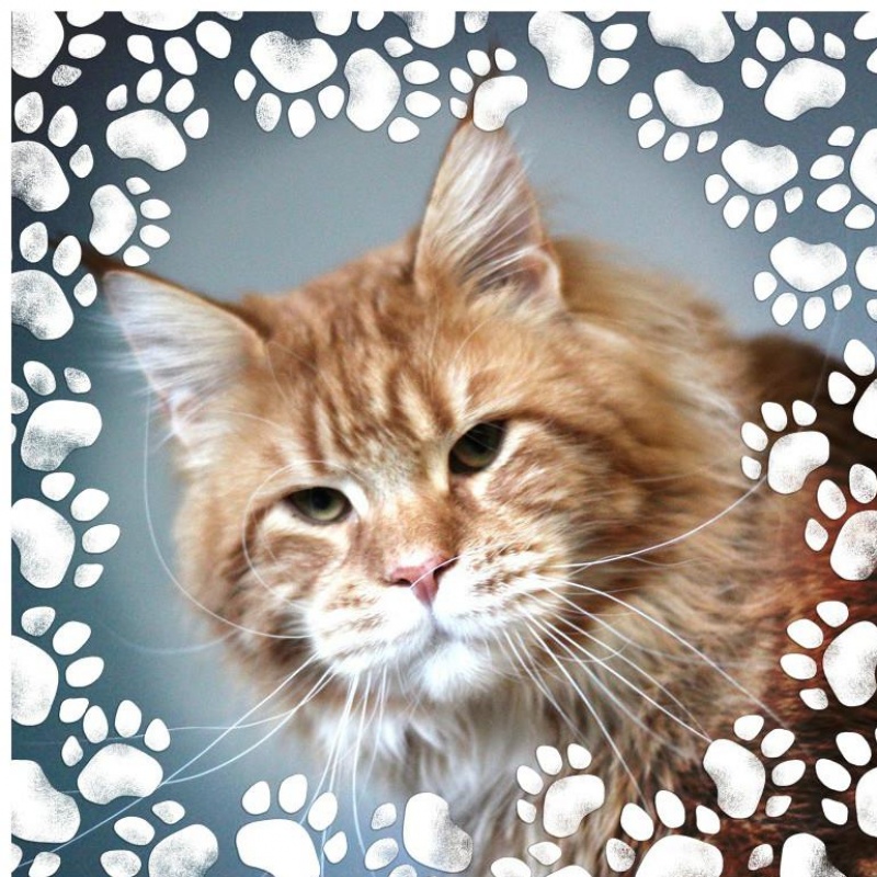 Yukon Viktoria Pride - maine-coon