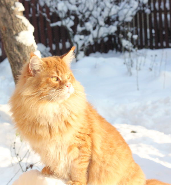 Cesar Bluesmaine - maine-coon