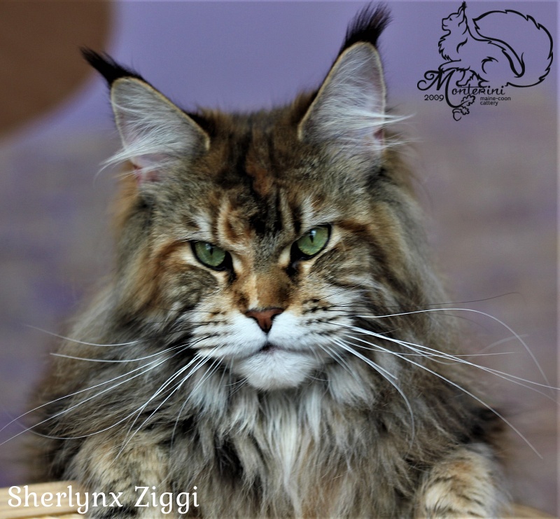 Sherlynx Ziggi - Adult maine-coon 1 year 3 months 1 week