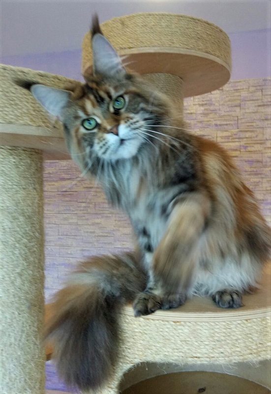 Sherlynx Ziggi - Adult maine-coon 1 year 1 week
