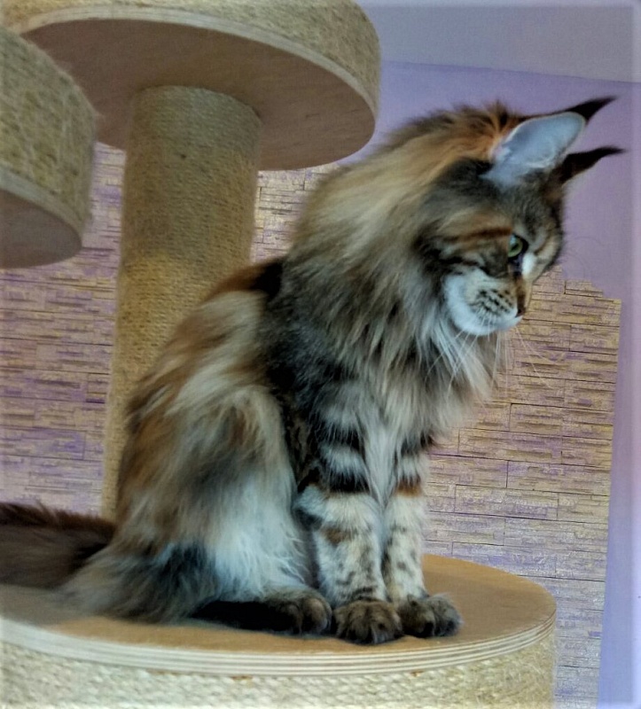 Sherlynx Ziggi - Adult maine-coon 1 year 1 week