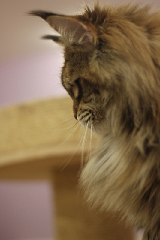 Sherlynx Ziggi - Adult maine-coon 1 year 1 month 3 weeks