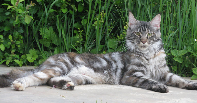 Mainefield's Egalite - maine-coon