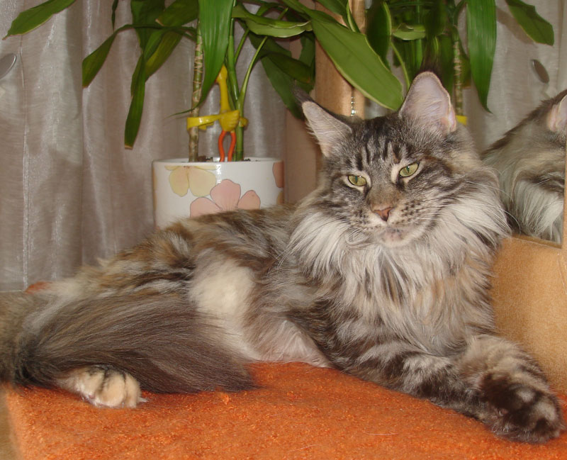 Mainefield's Egalite - maine-coon