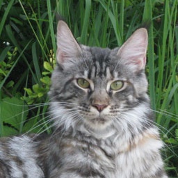 Mainefield's Egalite