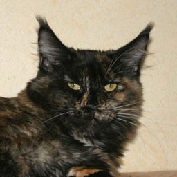 Mainewood First Lady