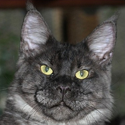 Outlook Seventh Fleet