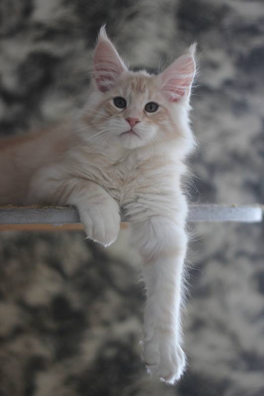 Izum Monterini - maine-coon