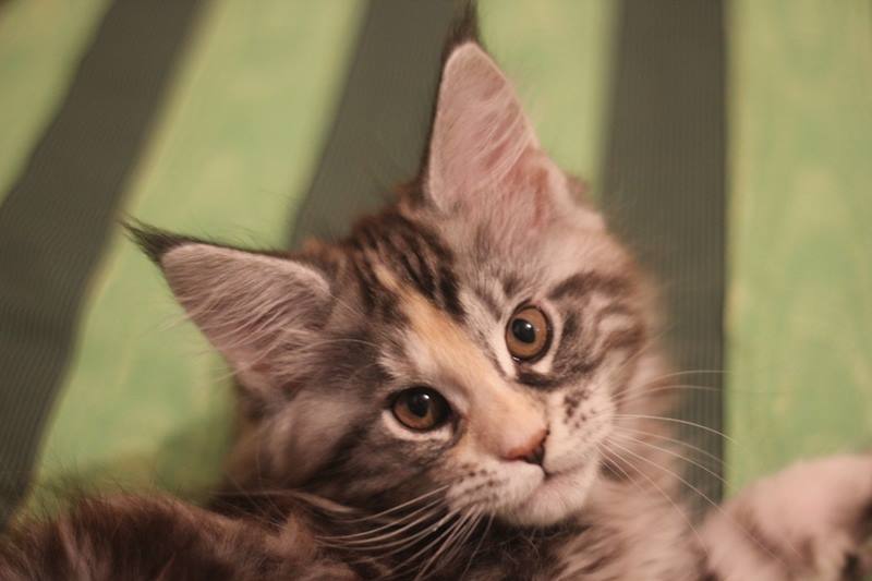 Issey Miyake Monterini - maine-coon