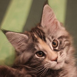 Issey Miyake Monterini