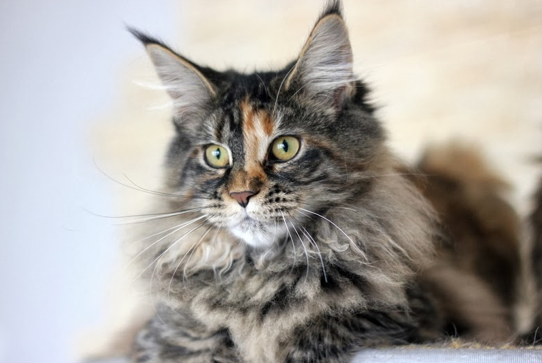 Itty Bitty Monterini - maine-coon