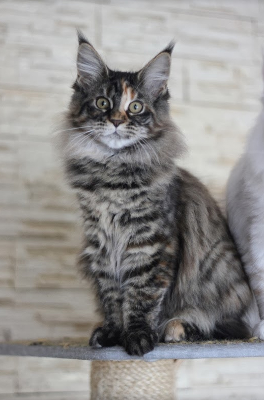 Itty Bitty Monterini - maine-coon