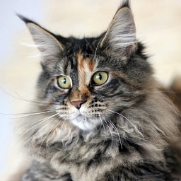 Itty Bitty Monterini