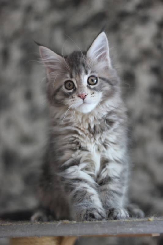 JakiDa Monterini - maine-coon