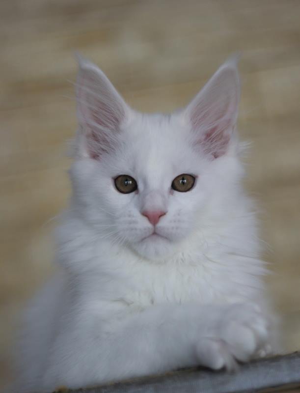 Jack Frost Monterini - мейн-кун