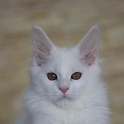 Jack Frost Monterini