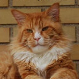 Tojo Polaris Jim Morrison