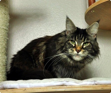 Mydele's Edda - maine-coon