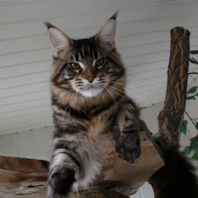 A Winerau's Yankee - мейн-кун