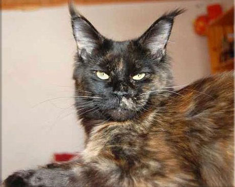 Langstteich's No'Velle - мейн-кун