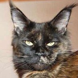 Langstteich's No'Velle