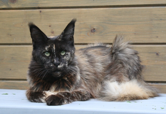 Justcoon's Crazy Diamond - мейн-кун