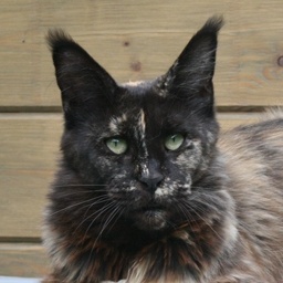 Justcoon's Crazy Diamond