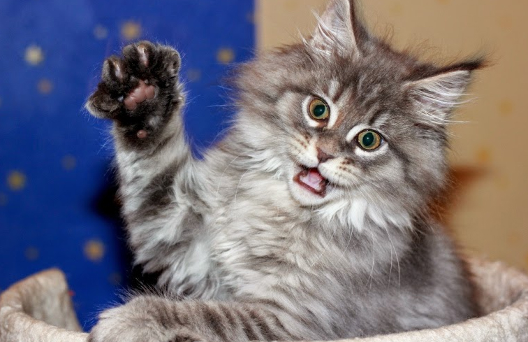 Kora Monterini - мейн-кун