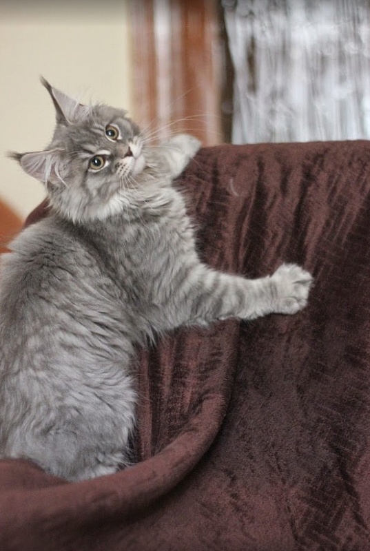 Kora Monterini - мейн-кун