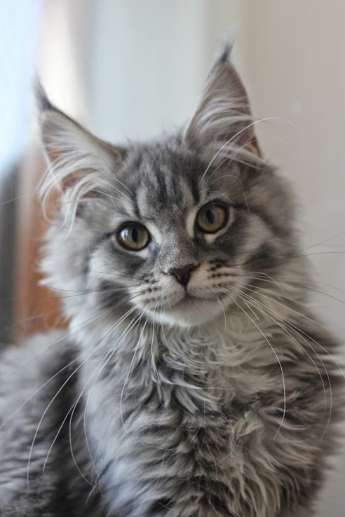 Kora Monterini - мейн-кун