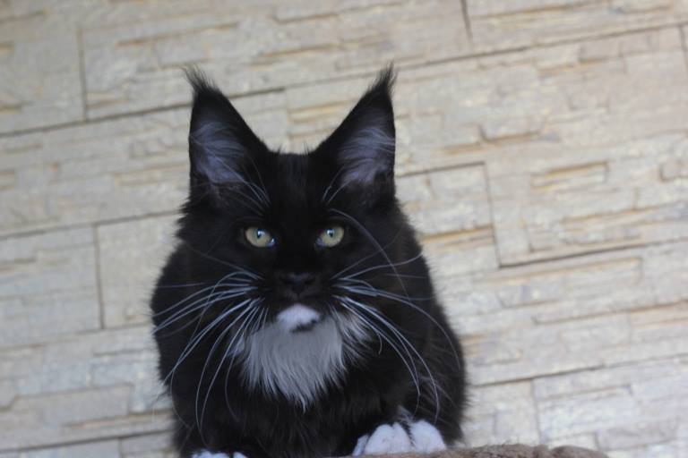 Lastic Monterini - мейн-кун