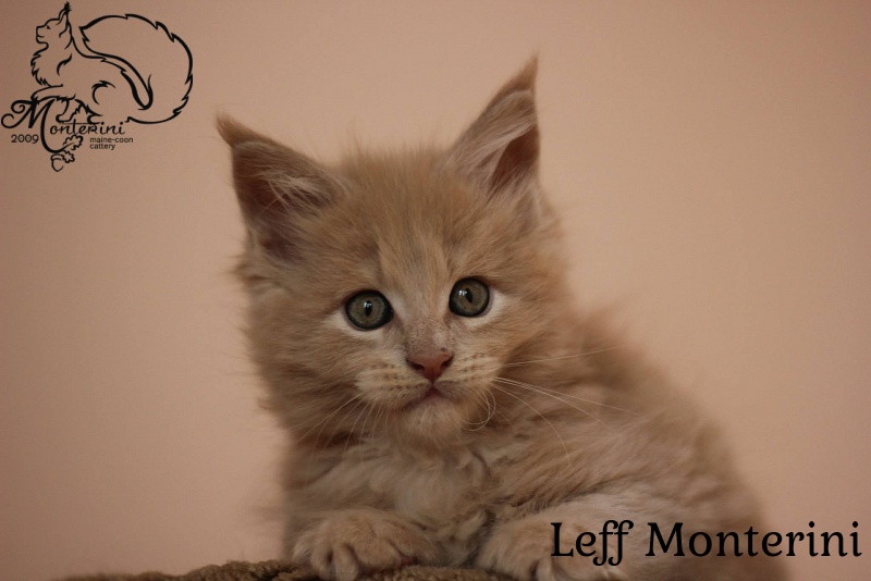Leff Monterini - maine-coon