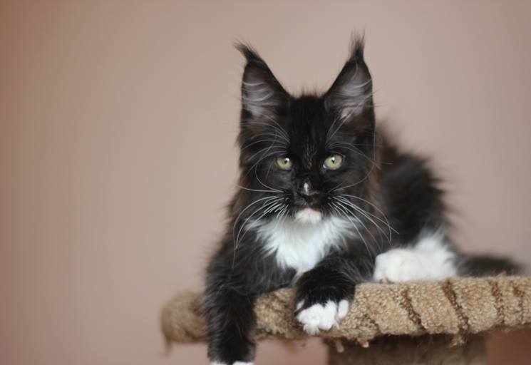 Like Monterini - maine-coon