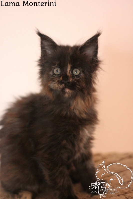 Lama Monterini - maine-coon