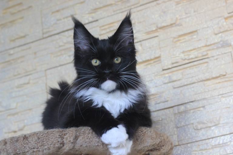 Lacalut Monterini - мейн-кун