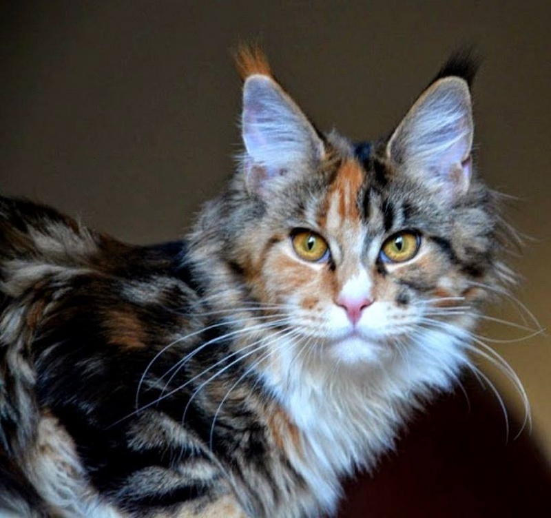 Medea Monterini - maine-coon