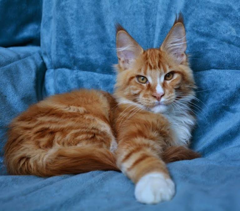 Mavis Monterini - maine-coon