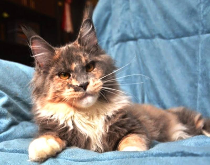 Melissa Monterini - maine-coon