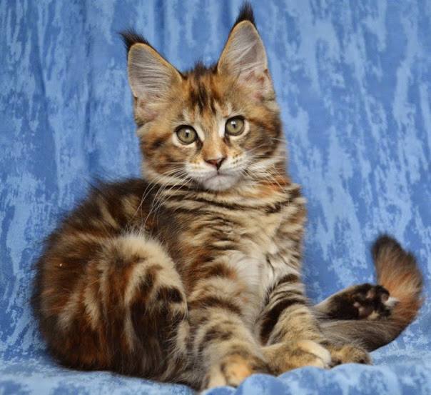 Miyuki Monterini - мейн-кун