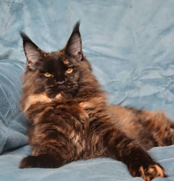 Margo Monterini - maine-coon