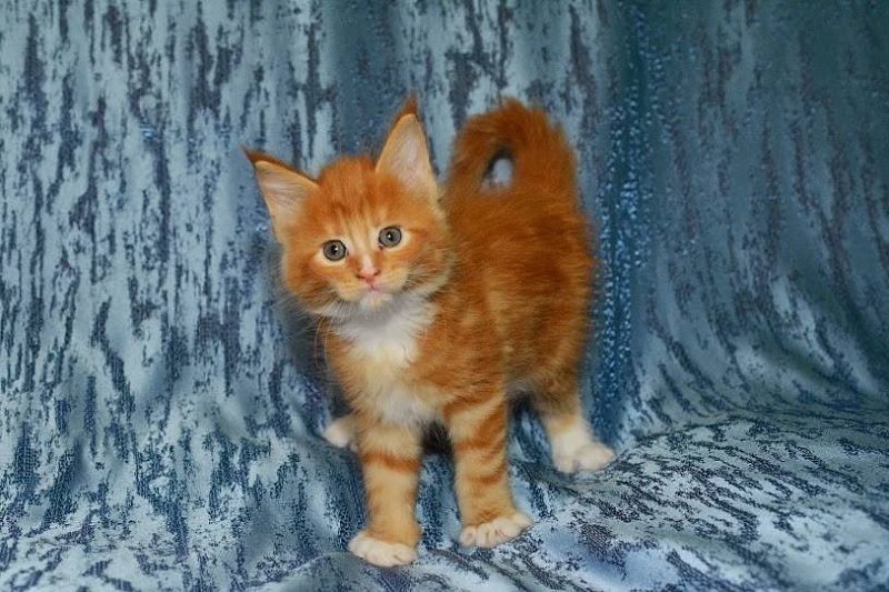 MacLayd Monterini - maine-coon