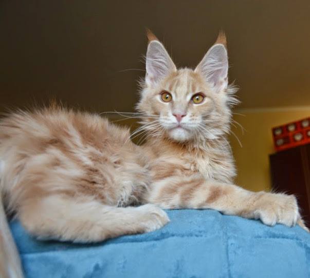 Marshmellow Monterini - maine-coon